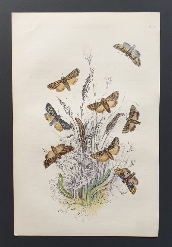 Brocade Moths and others - Original hand coloured 1860 print