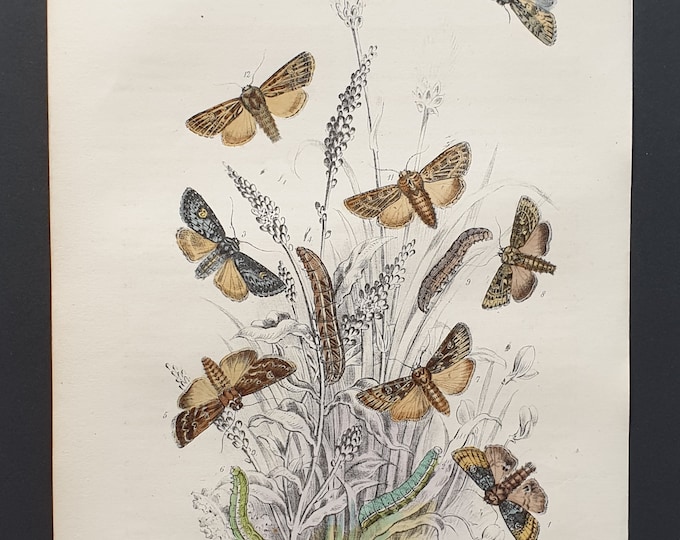 Brocade Moths and others - Original hand coloured 1860 print