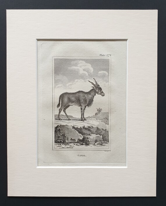 Canna - Original 1812 Buffon print in mount