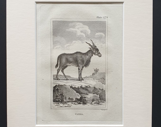 Canna - Original 1812 Buffon print in mount