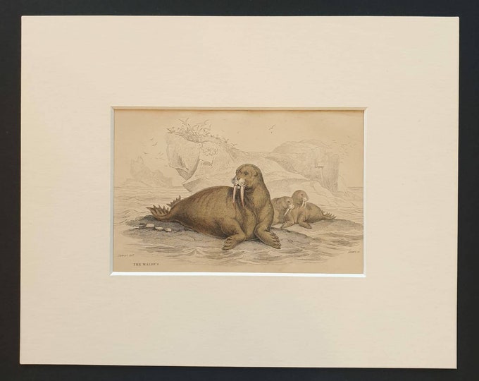 Original 1838 hand coloured mammalia print in mount - The Walrus