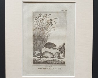 Short Tailed Field Mouse - Original 1812 Buffon print in mount