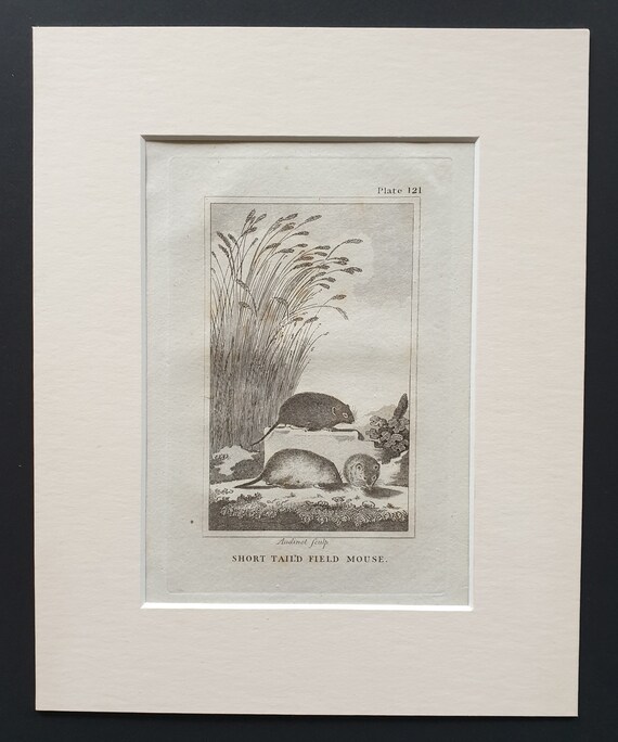 Short Tailed Field Mouse - Original 1812 Buffon print in mount