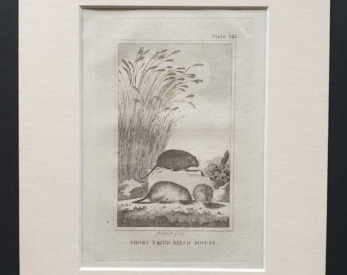 Short Tailed Field Mouse - Original 1812 Buffon print in mount