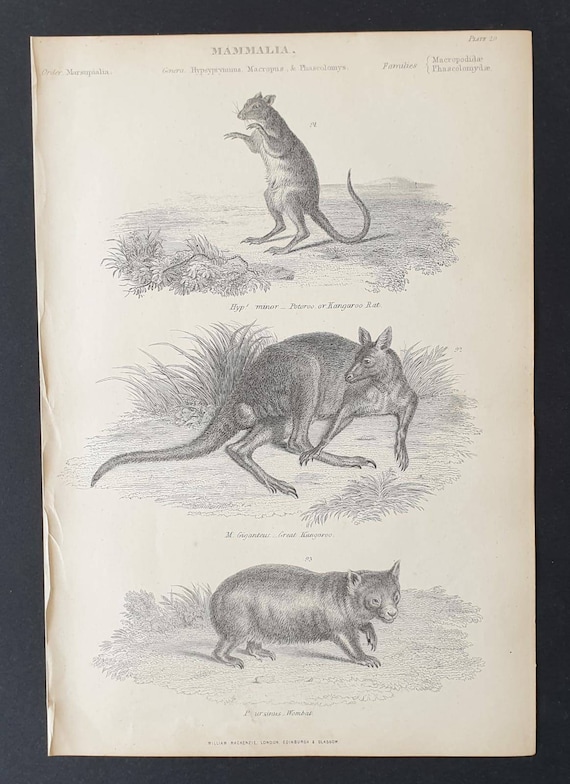 Original c1860's Museum of Natural History print - Kangaroo Rat/ Great Kangaroo and Wombat