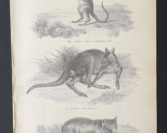 Original c1860's Museum of Natural History print - Kangaroo Rat/ Great Kangaroo and Wombat