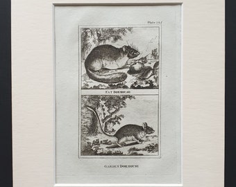 Fat Dormouse, Garden Dormouse - Original 1812 Buffon print in mount