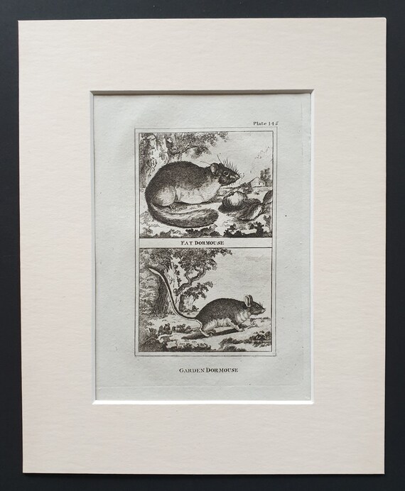Fat Dormouse, Garden Dormouse - Original 1812 Buffon print in mount
