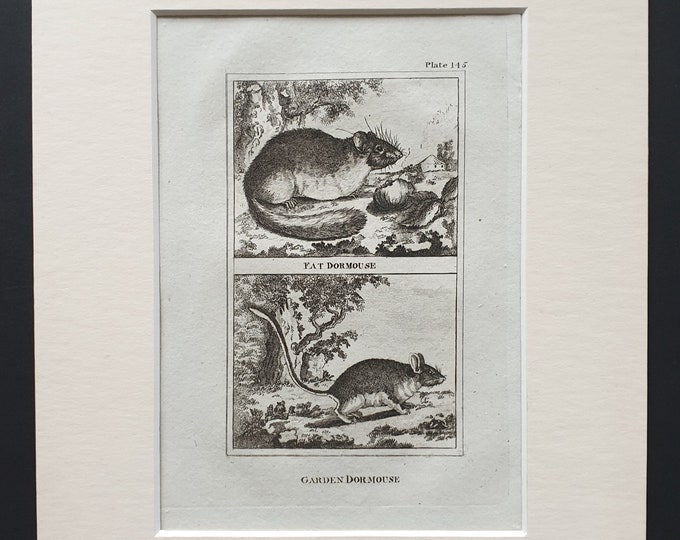 Fat Dormouse, Garden Dormouse - Original 1812 Buffon print in mount