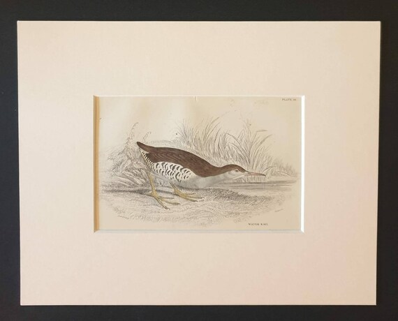 Original c1840 hand coloured bird print in mount - Water Rail