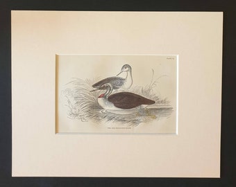 The Red Throated Diver - Original c1840 hand coloured bird print in mount