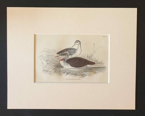Original c1840 hand coloured bird print in mount - The Red Throated Diver