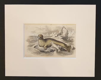 Great Bearded Seal - Original 1839 hand coloured print in mount
