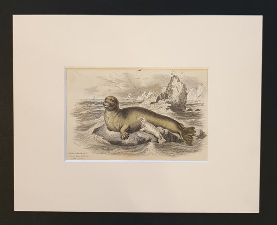 Great Bearded Seal - Original 1839 hand coloured print in mount