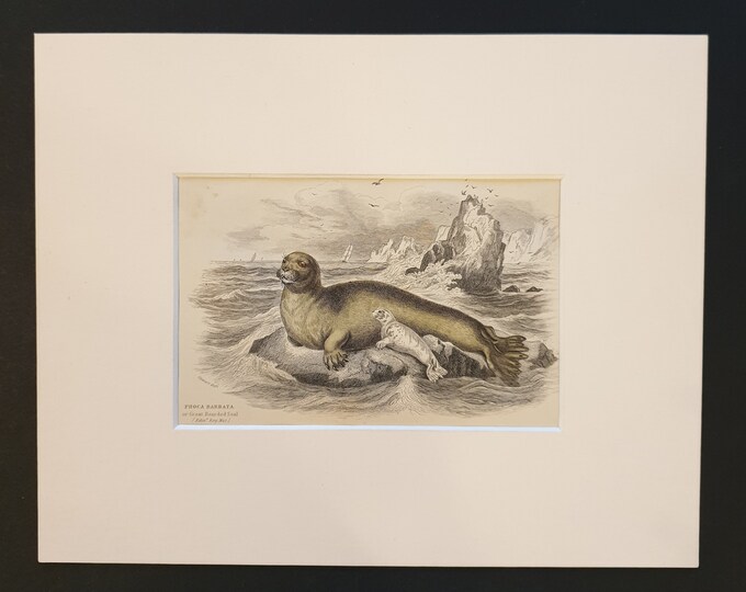 Great Bearded Seal - Original 1839 hand coloured print in mount