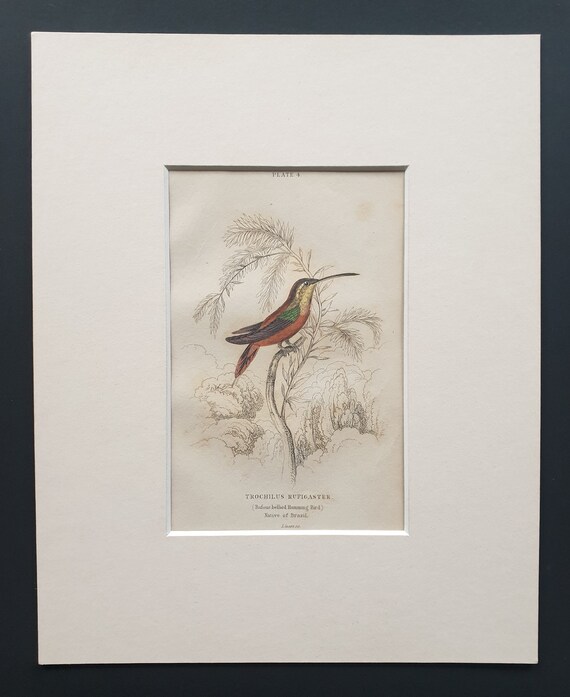 Rufous Bellied Hummingbird - Original c1840 hand coloured bird print in mount