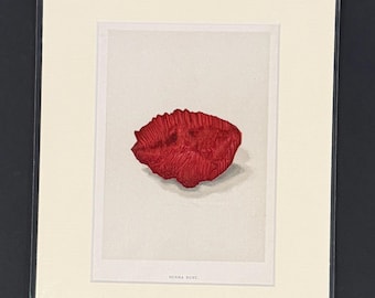 Burma Ruby - Original 1892 Antique Precious Stones & Gems Print