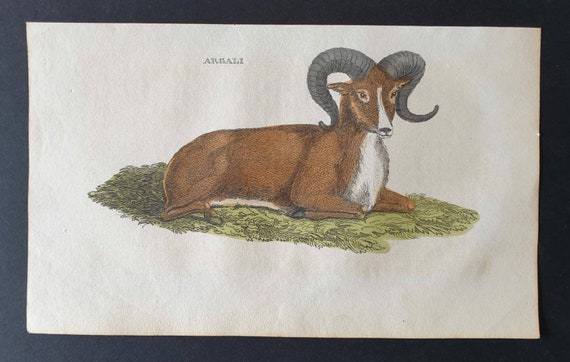 Original 1821 hand coloured animal print - Argali