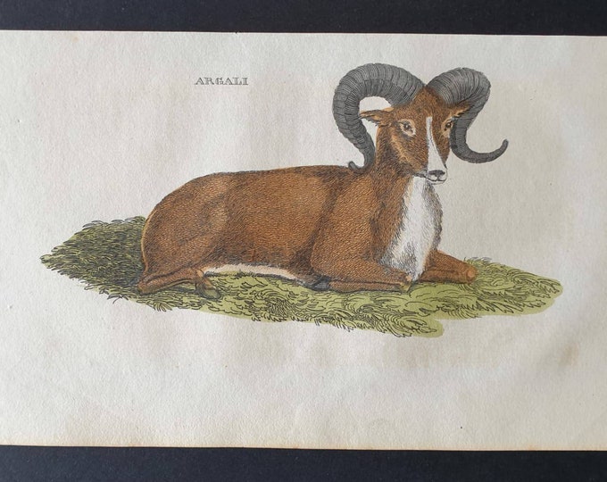 Original 1821 hand coloured animal print - Argali