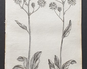 Wall and Succory Leaved Hawkweed - Original 1802 Culpeper engraving (77)