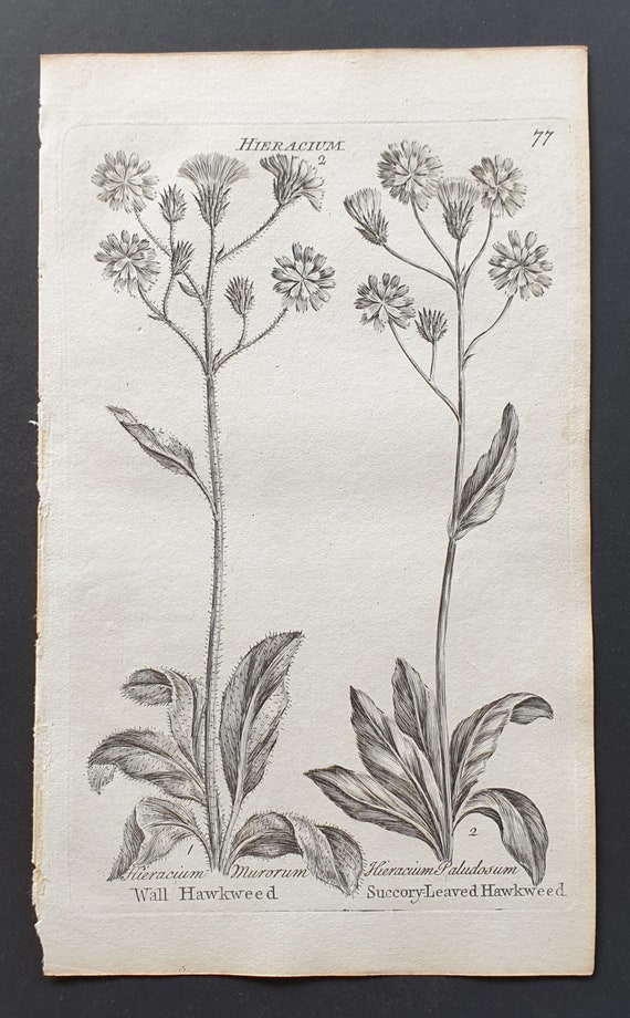 Wall and Succory Leaved Hawkweed - Original 1802 Culpeper engraving (77)