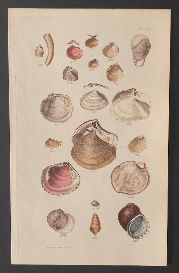 Original 1852 shell print - Plate 27