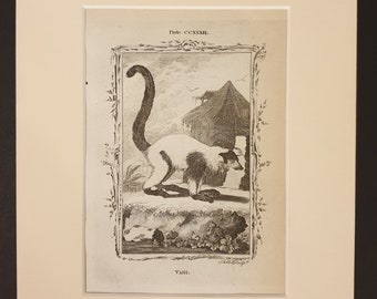 Vari - Original 1791 Buffon print in mount