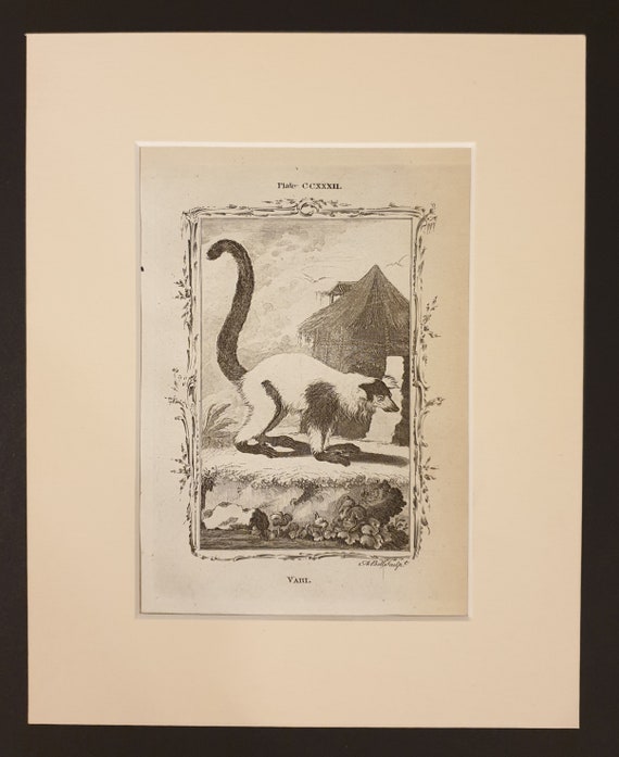 Vari - Original 1791 Buffon print in mount