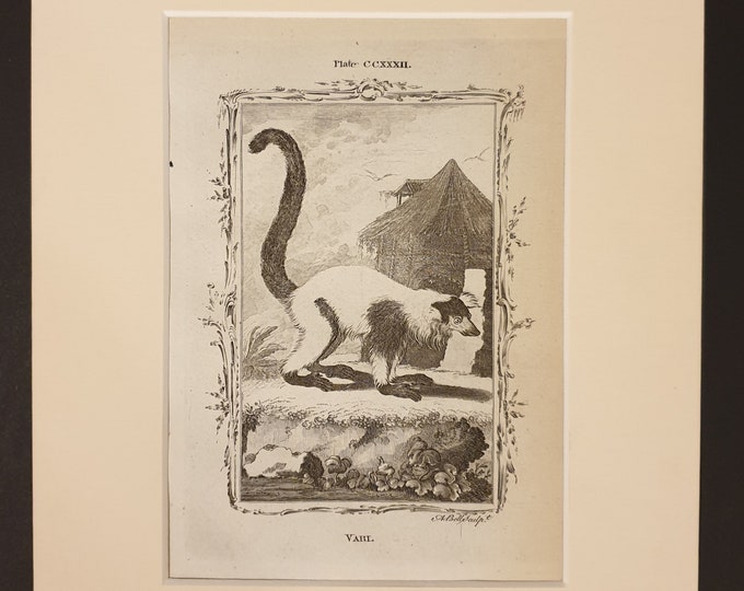 Vari - Original 1791 Buffon print in mount