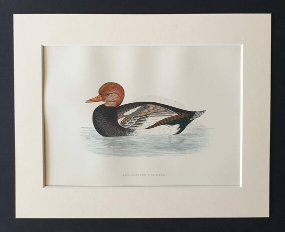 Original 1891 hand coloured bird print in mount - Red Crested Pochard