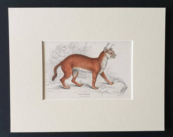 The Caracal - Original 1834 hand coloured  Naturalists Library print