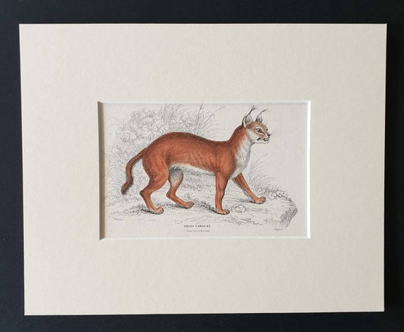 Original 1834 hand coloured  Naturalists Library print - The Caracal