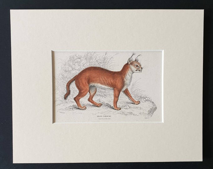 Original 1834 hand coloured  Naturalists Library print - The Caracal