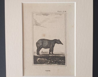 Tapir - Original 1812 Buffon print in mount