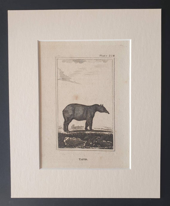 Original 1812 Buffon print in mount -  Tapir