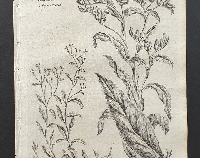 Creeping Cromwell and Common Comfry - Original 1802 Culpeper engraving (37)