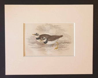 Ringed Dotterel - Original c1840 hand coloured bird print in mount