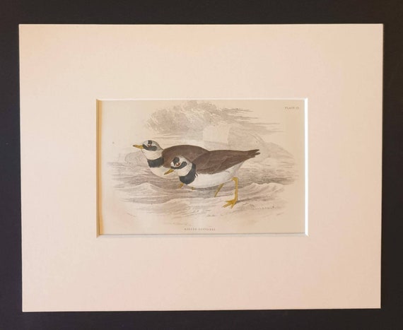 Original c1840 hand coloured bird print in mount - Ringed Dotterel