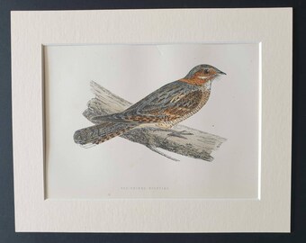 Red Necked Nightjar - Original 1891 hand coloured bird print in mount
