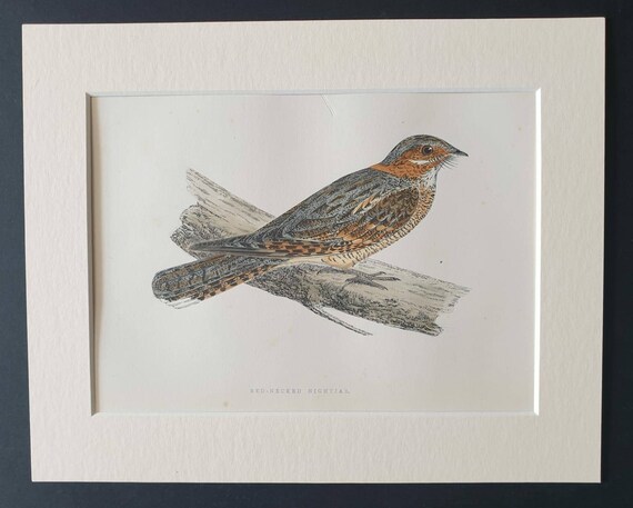 Original 1891 hand coloured bird print in mount -  Red Necked Nightjar