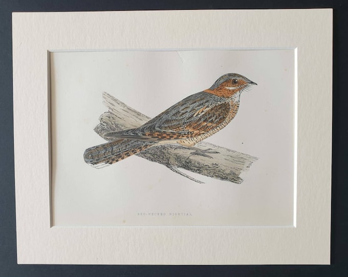 Original 1891 hand coloured bird print in mount -  Red Necked Nightjar