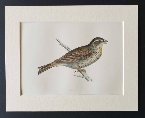 Original 1891 hand coloured bird print in mount - Bunting