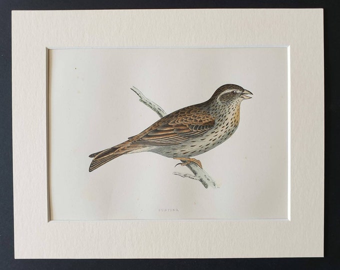 Original 1891 hand coloured bird print in mount - Bunting