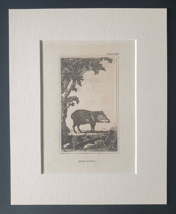 Original 1812 Buffon print in mount -  Mexican Hog