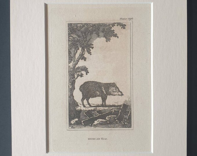 Original 1812 Buffon print in mount -  Mexican Hog