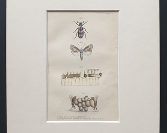 Humble bees supporting the comb, and other insects  - Original c1870 hand coloured insect print in mount