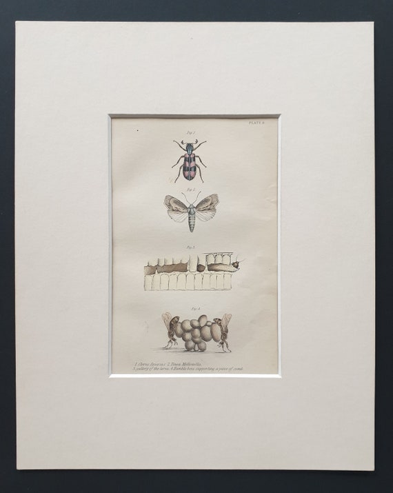 Humble bees supporting the comb, and other insects  - Original c1870 hand coloured insect print in mount