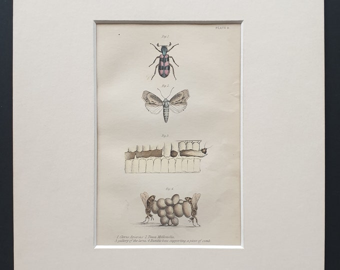Humble bees supporting the comb, and other insects  - Original c1870 hand coloured insect print in mount