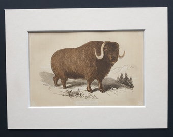 The Musk Bull - Original 1851 John Tallis woodblock print