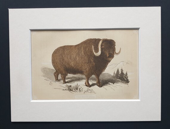 The Musk Bull - Original 1851 John Tallis woodblock print